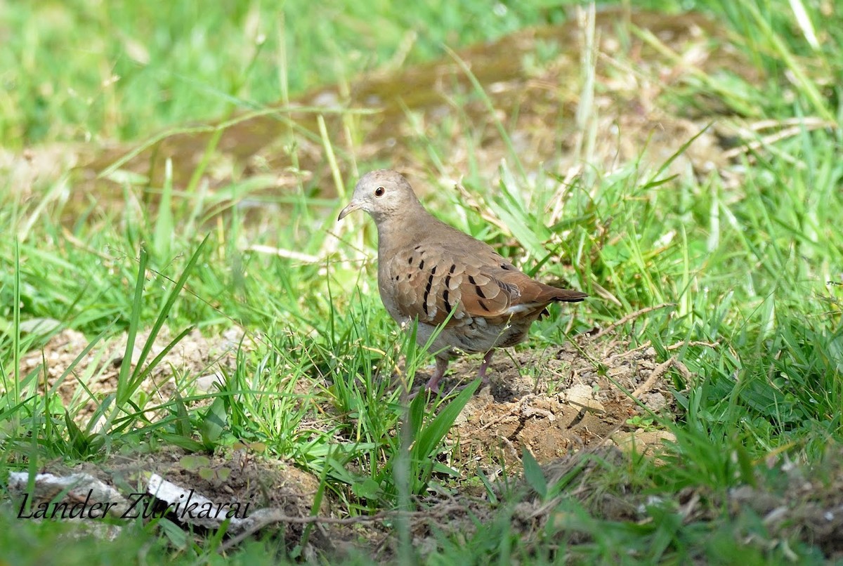 Common Ground Dove - Lander Zurikarai