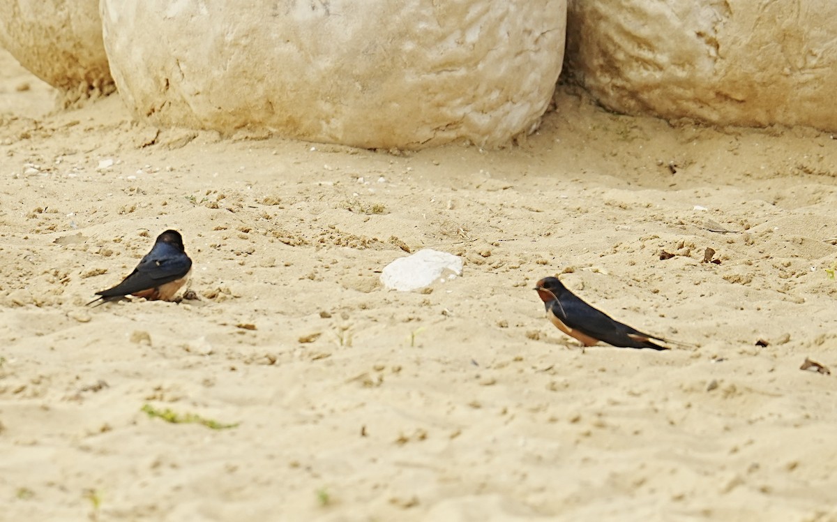 Barn Swallow (Levant) - ML437766531
