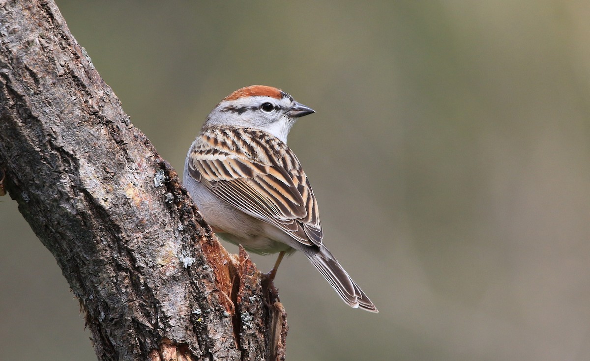 Chipping Sparrow - ML437769471