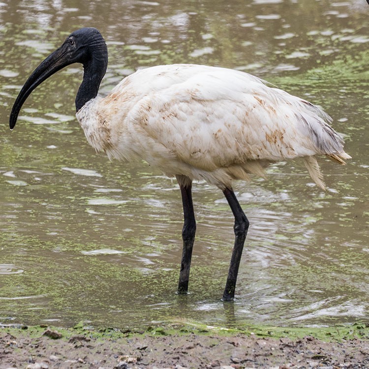 ibis černohlavý - ML437772201