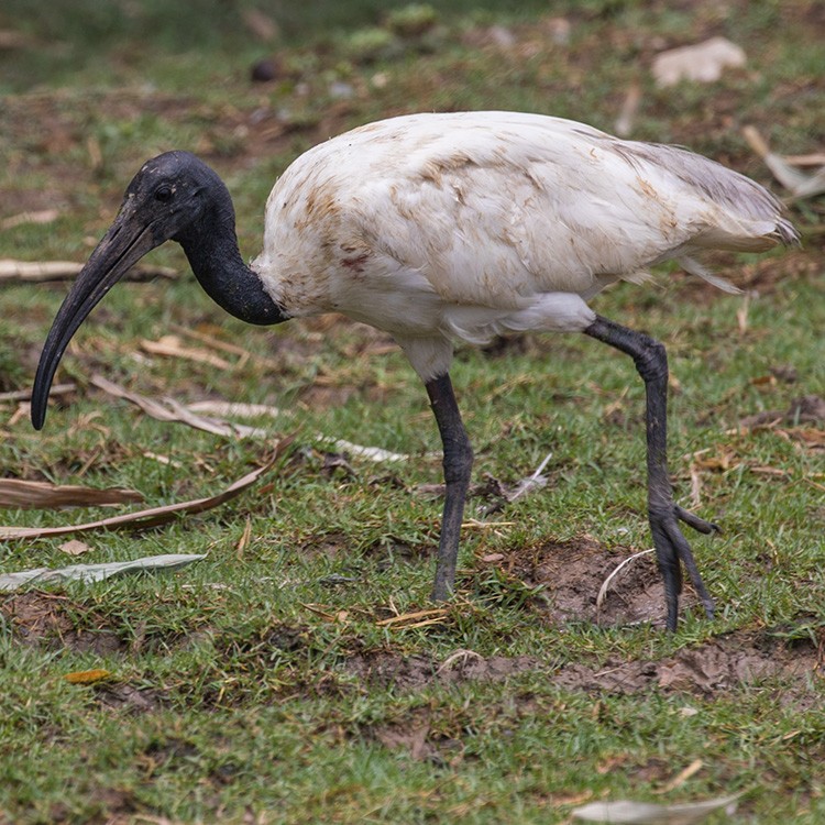 ibis černohlavý - ML437772211