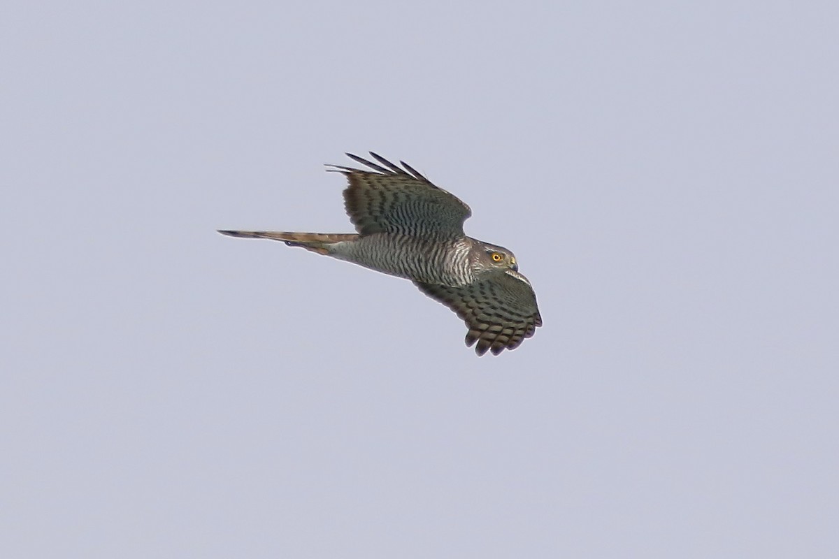 Eurasian Sparrowhawk - ML437772301