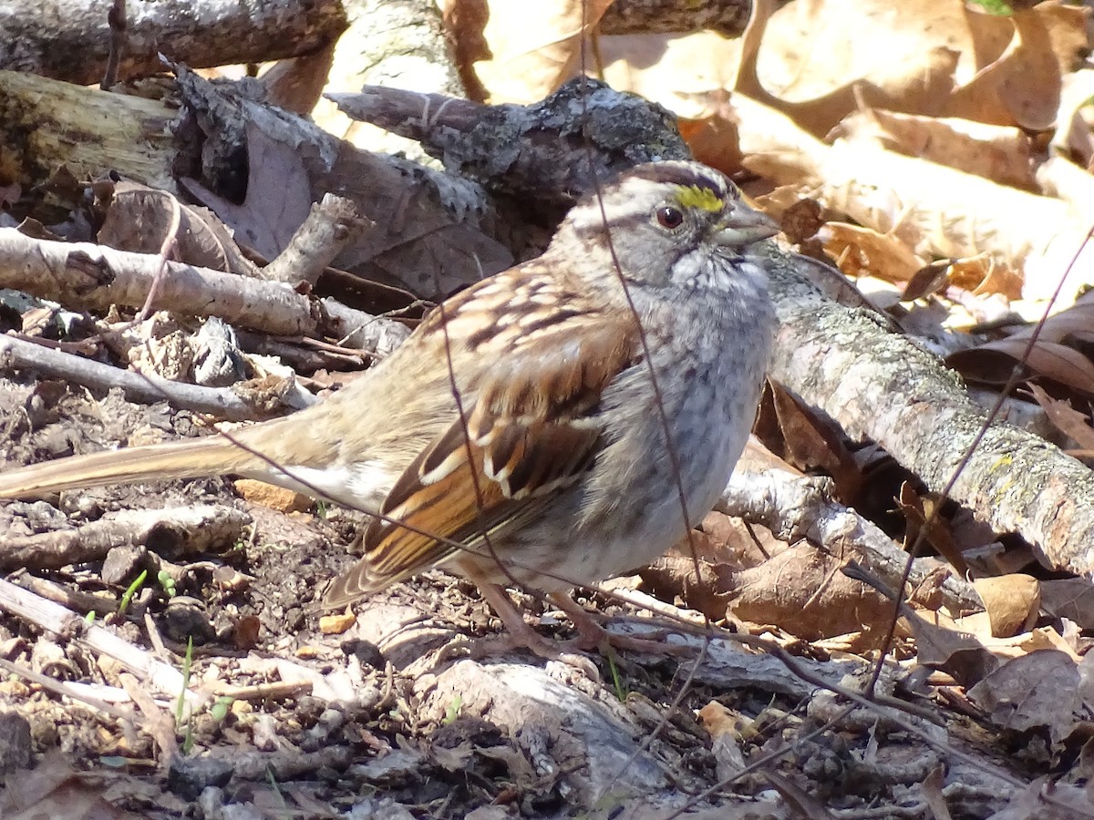 White-throated Sparrow - ML437772741