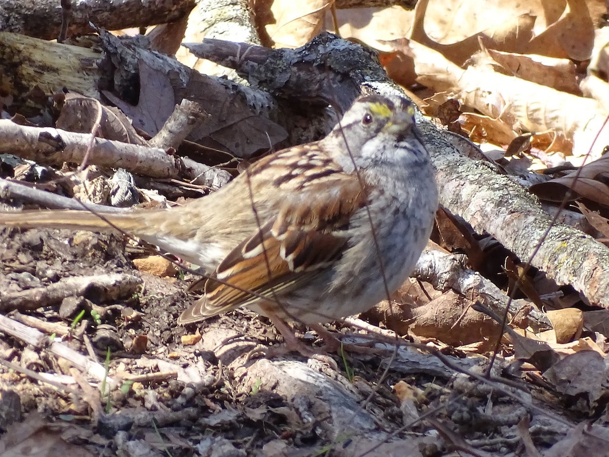 White-throated Sparrow - ML437772841