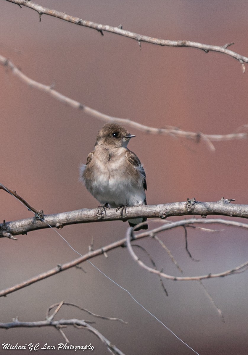 Northern Rough-winged Swallow - ML437773331