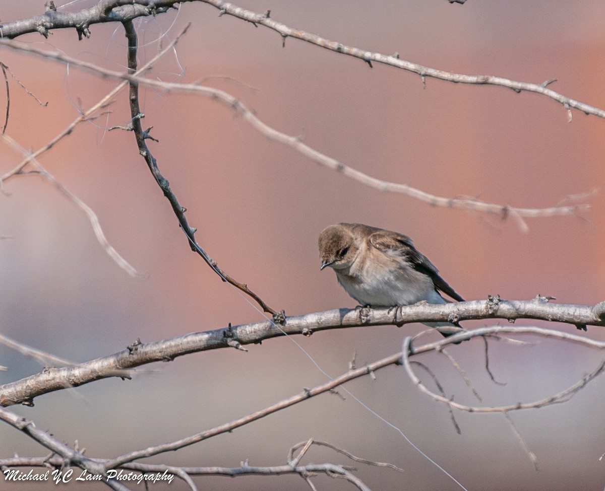 Northern Rough-winged Swallow - ML437773381