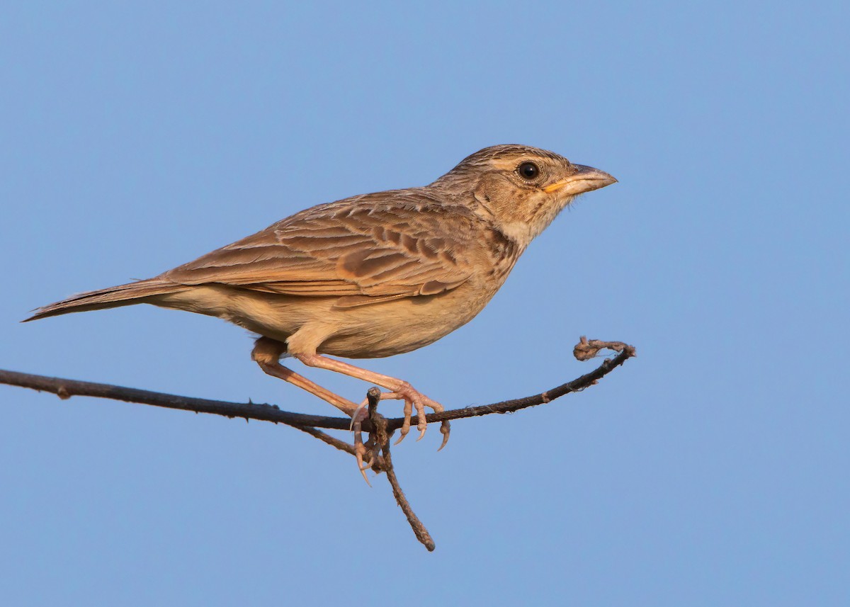 Singing Bushlark (Australasian) - ML437778471