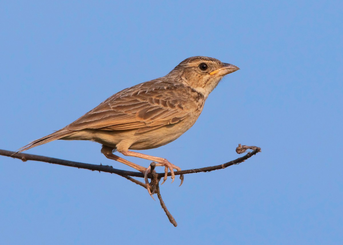 Singing Bushlark (Australasian) - ML437778881