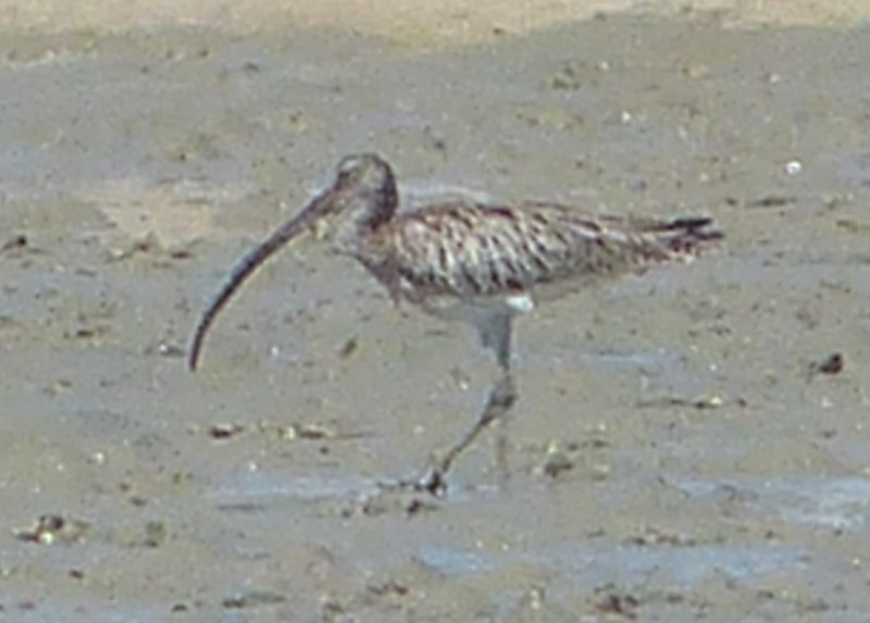 Eurasian Curlew - Andy Frank