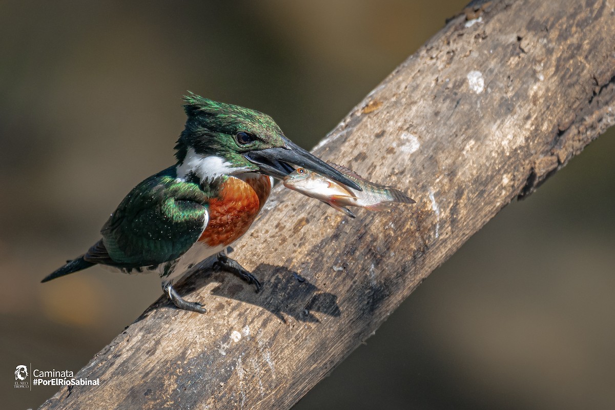 Amazon Kingfisher - Daniel Pineda Vera