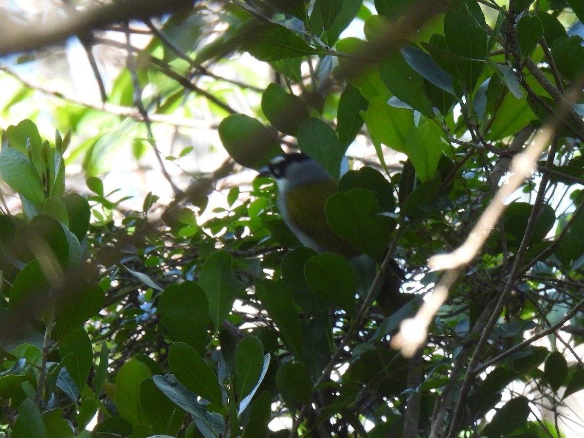 Black-crowned Palm-Tanager - ML437782841