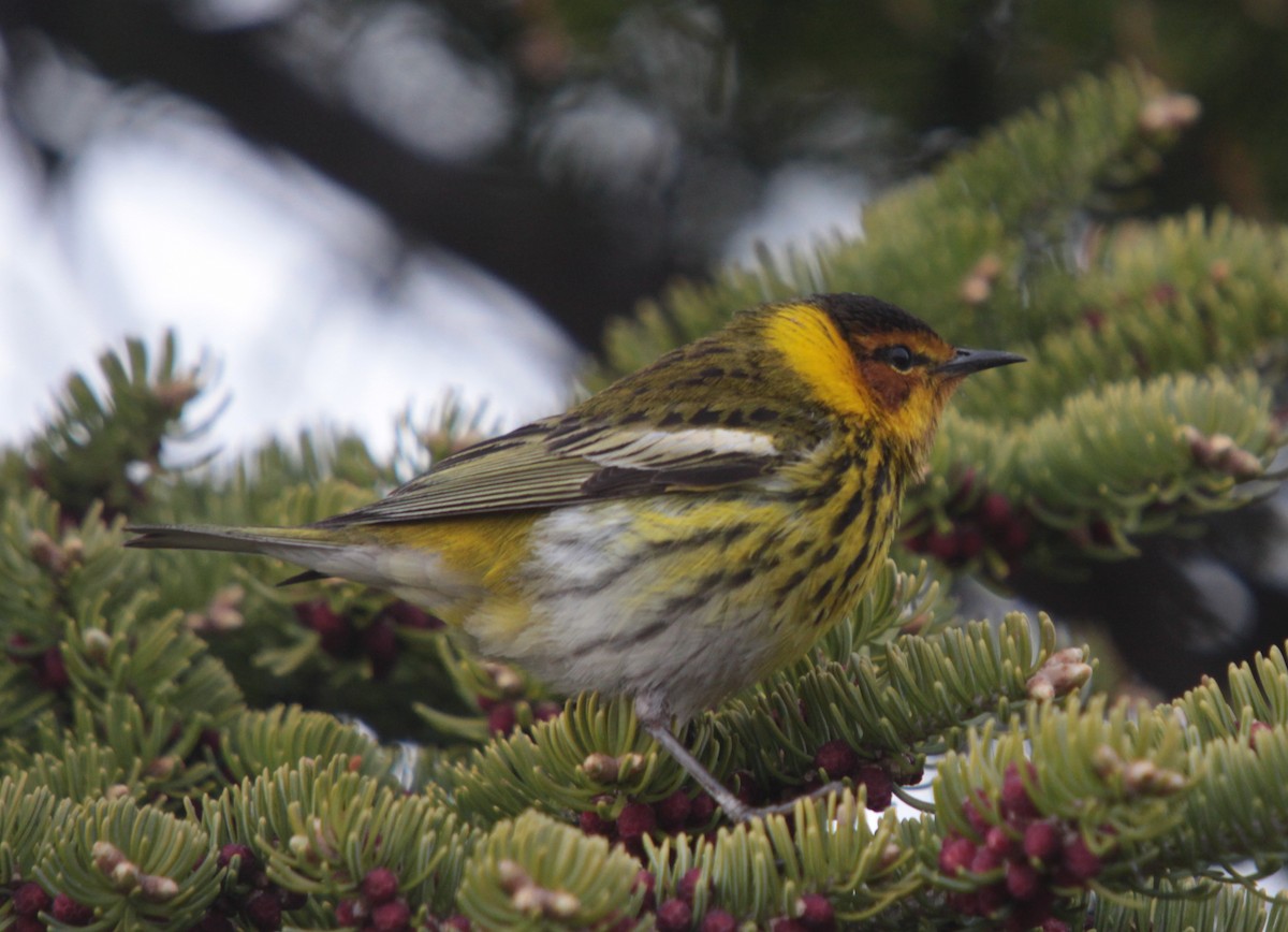 Cape May Warbler - ML437786811