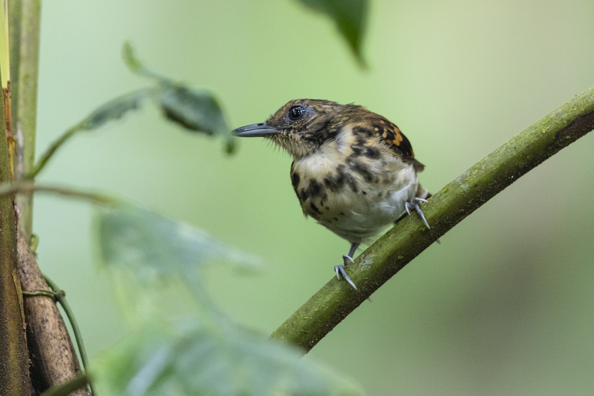 Spotted Antbird - ML437788991