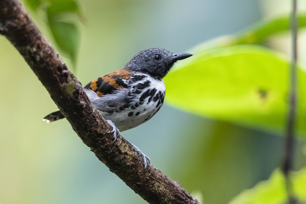Spotted Antbird - ML437789001