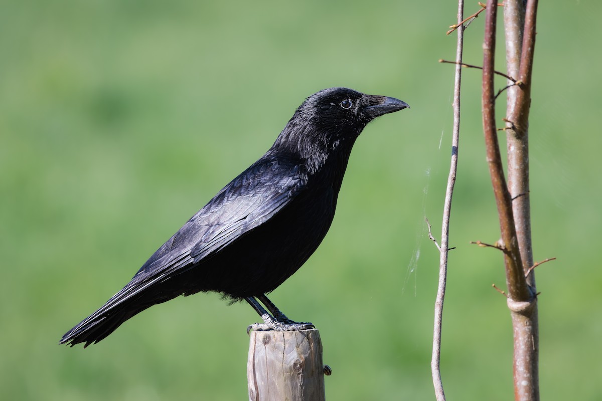 Carrion Crow - Tim Emmerzaal
