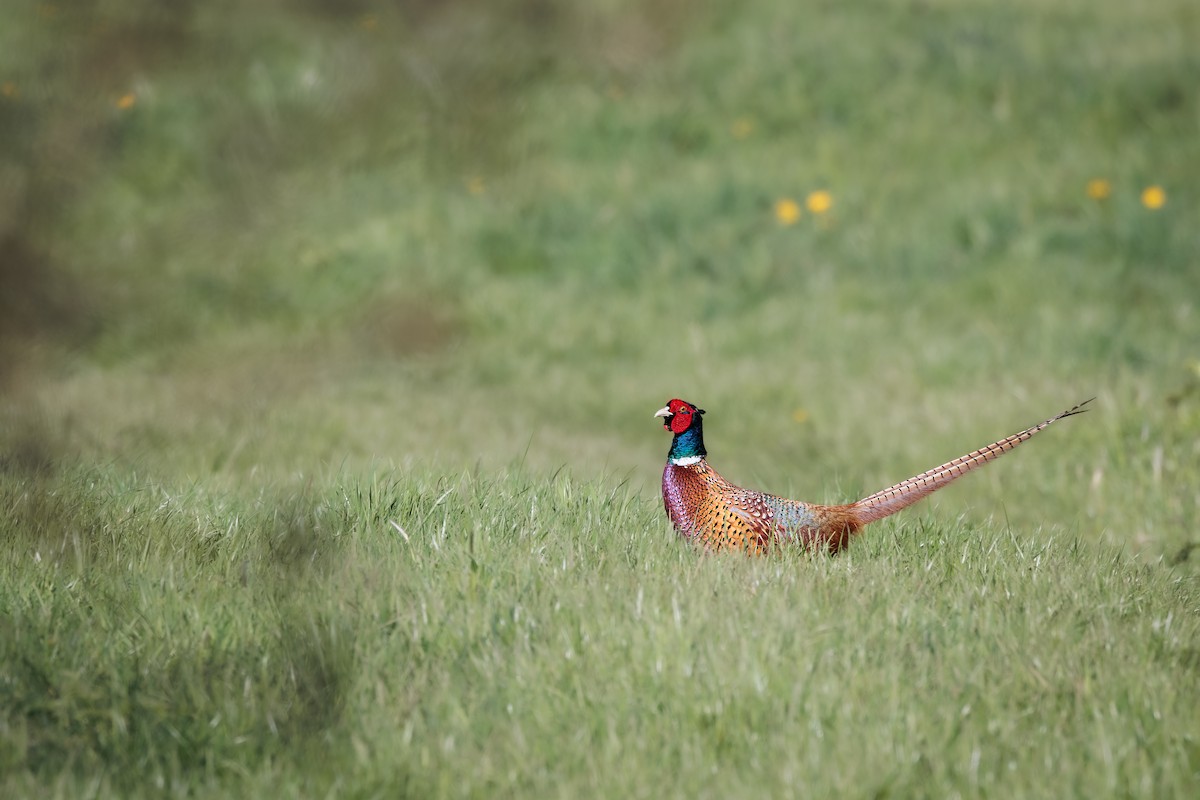 Ring-necked Pheasant - Tim Emmerzaal