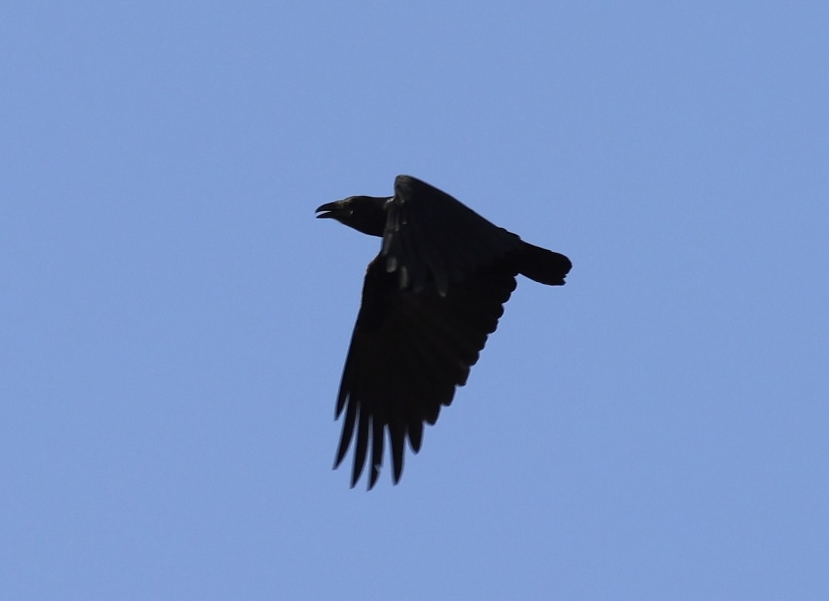 Fan-tailed Raven - ML437798561