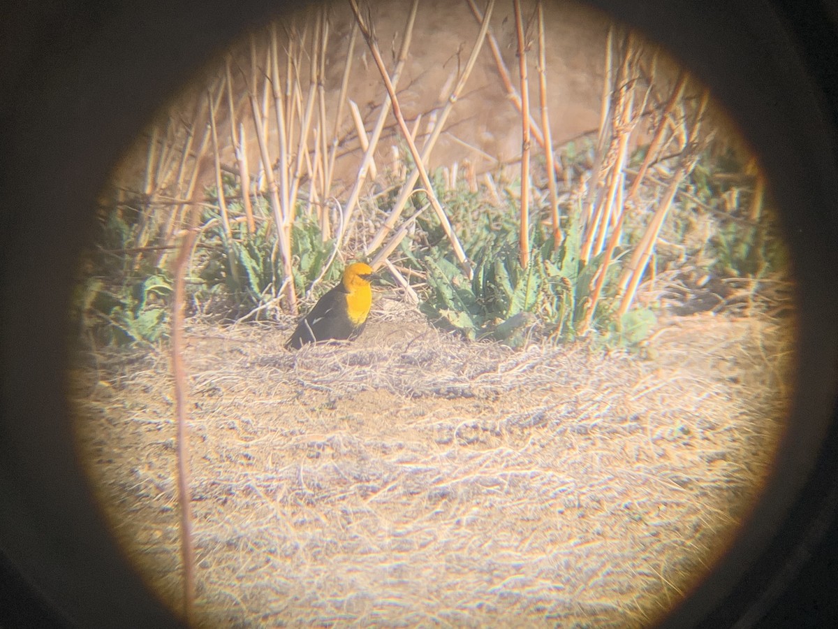 Yellow-headed Blackbird - ML437800951