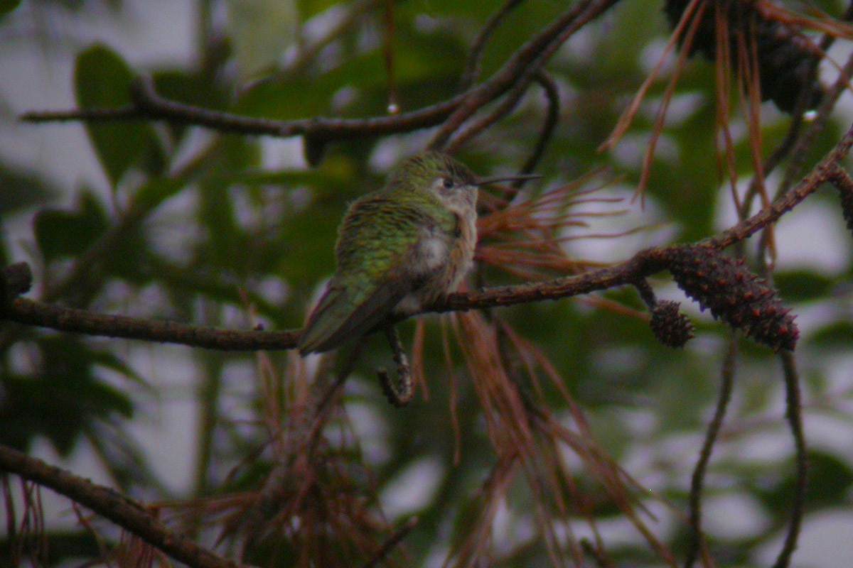 Broad-tailed Hummingbird - Michael Todd