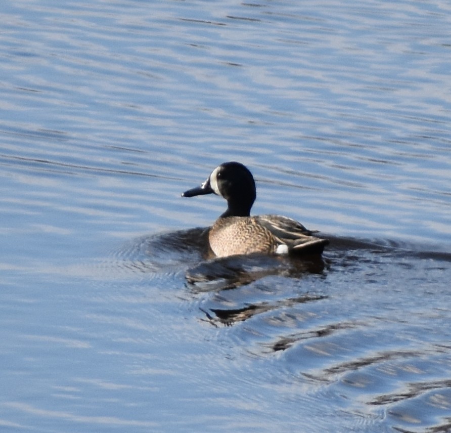 Blue-winged Teal - ML437809721