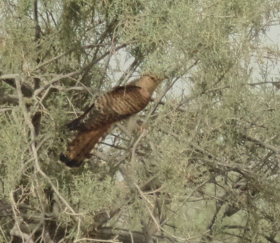 Common Cuckoo - ahmad mohammadi ravesh
