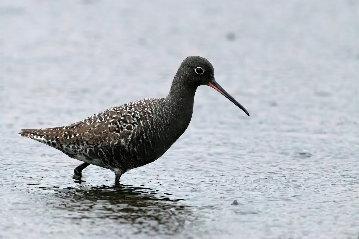 Spotted Redshank - ML437812381