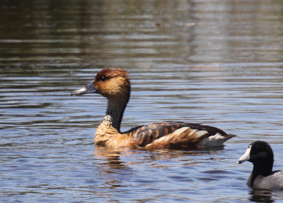 Fulvous Whistling-Duck - ML437822271