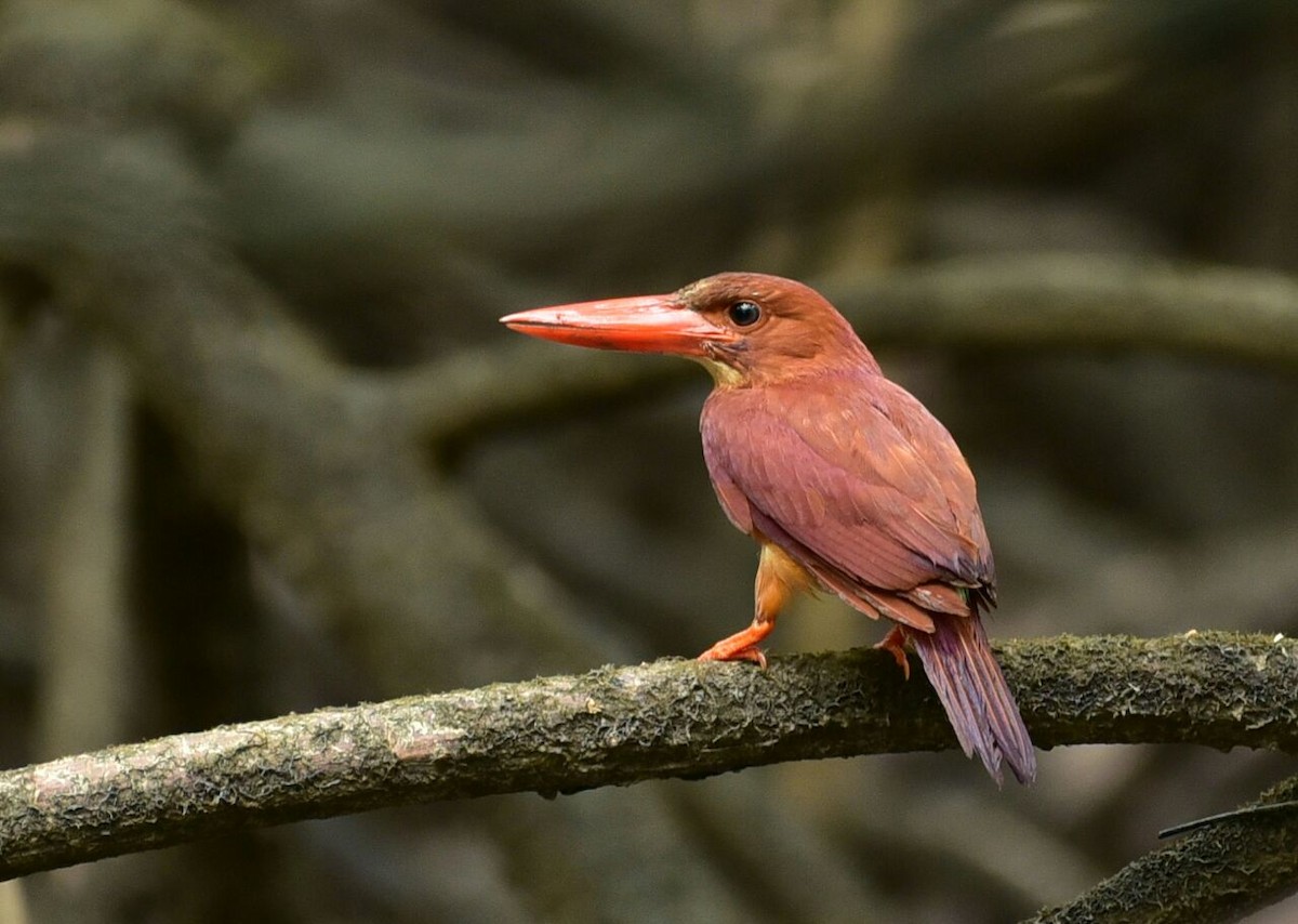 Ruddy Kingfisher - Premchand Reghuvaran