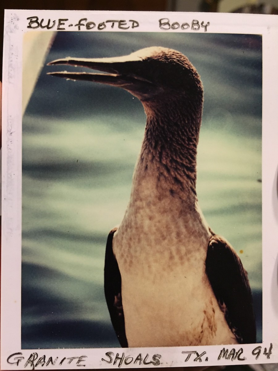 Blue-footed Booby - ML43782341
