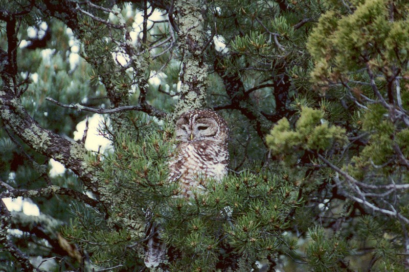 Spotted Owl - Richard Bunn