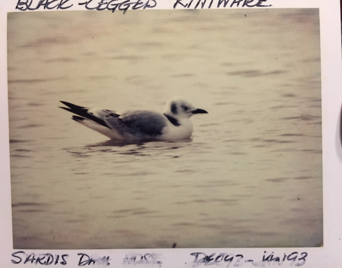 Mouette tridactyle - ML43782851
