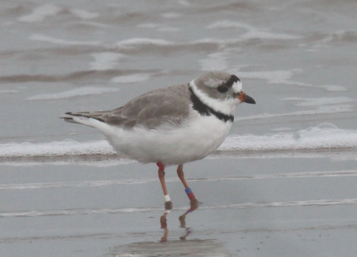 Piping Plover - ML437834181