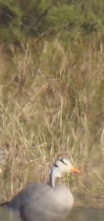 Bar-headed Goose, ML437834601