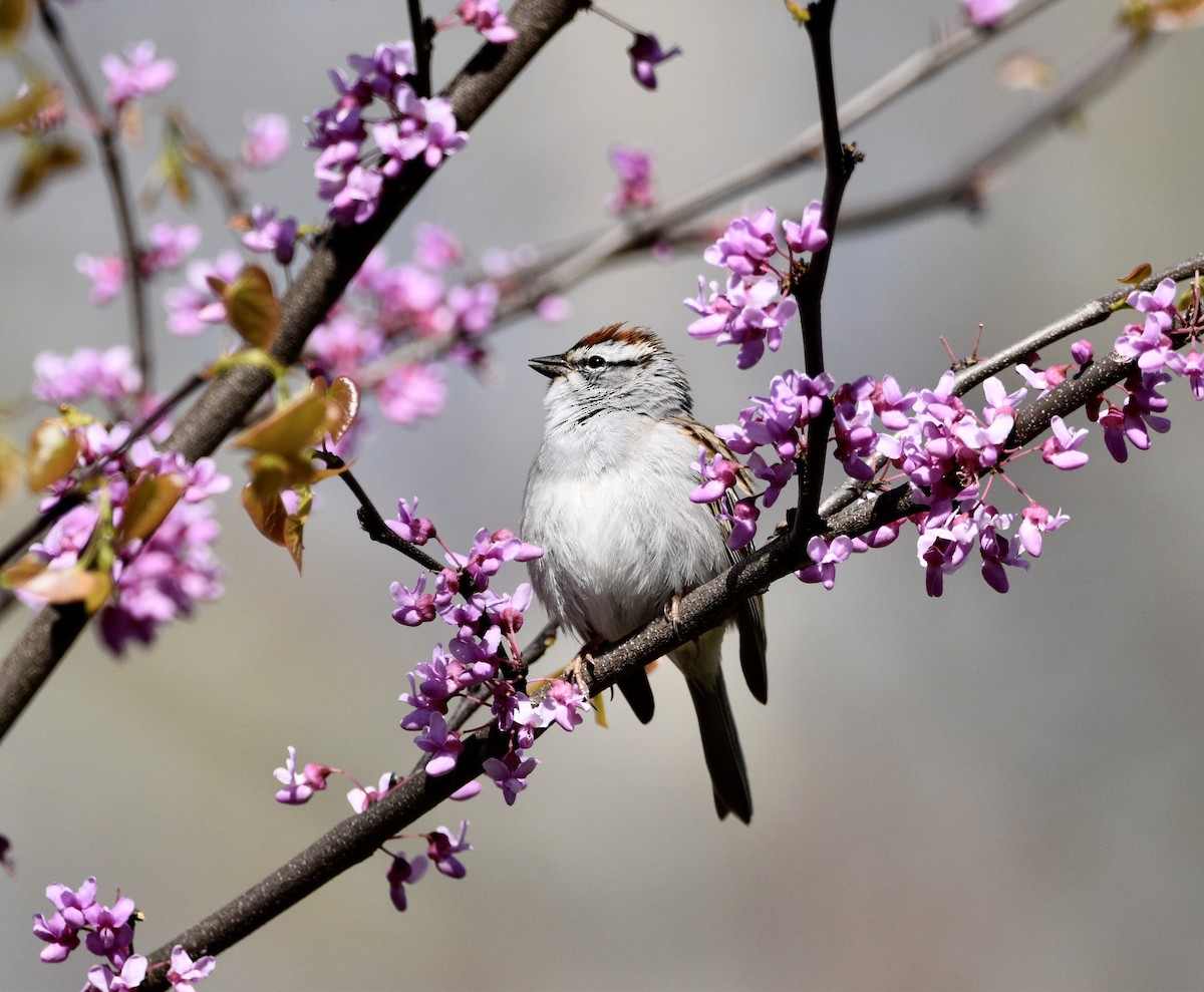 Chipping Sparrow - ML437838451