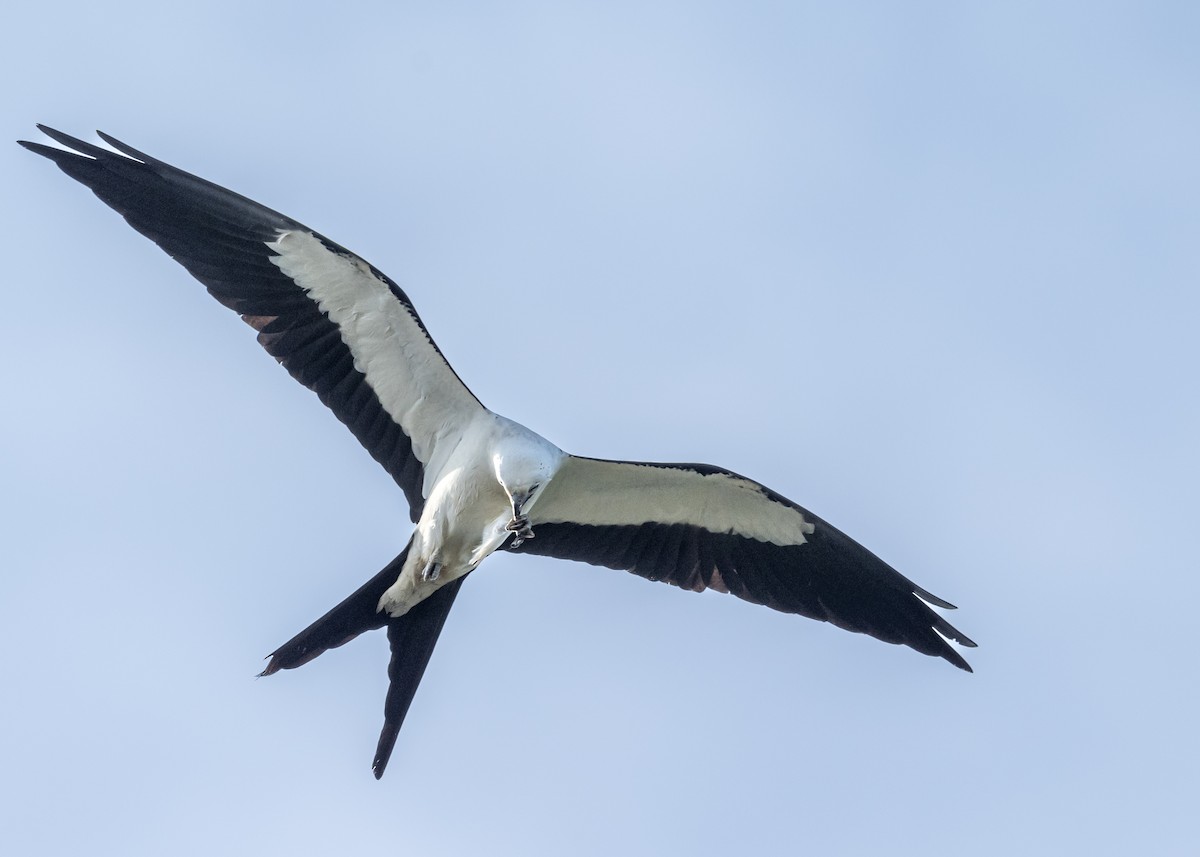 Swallow-tailed Kite - Ron Buening