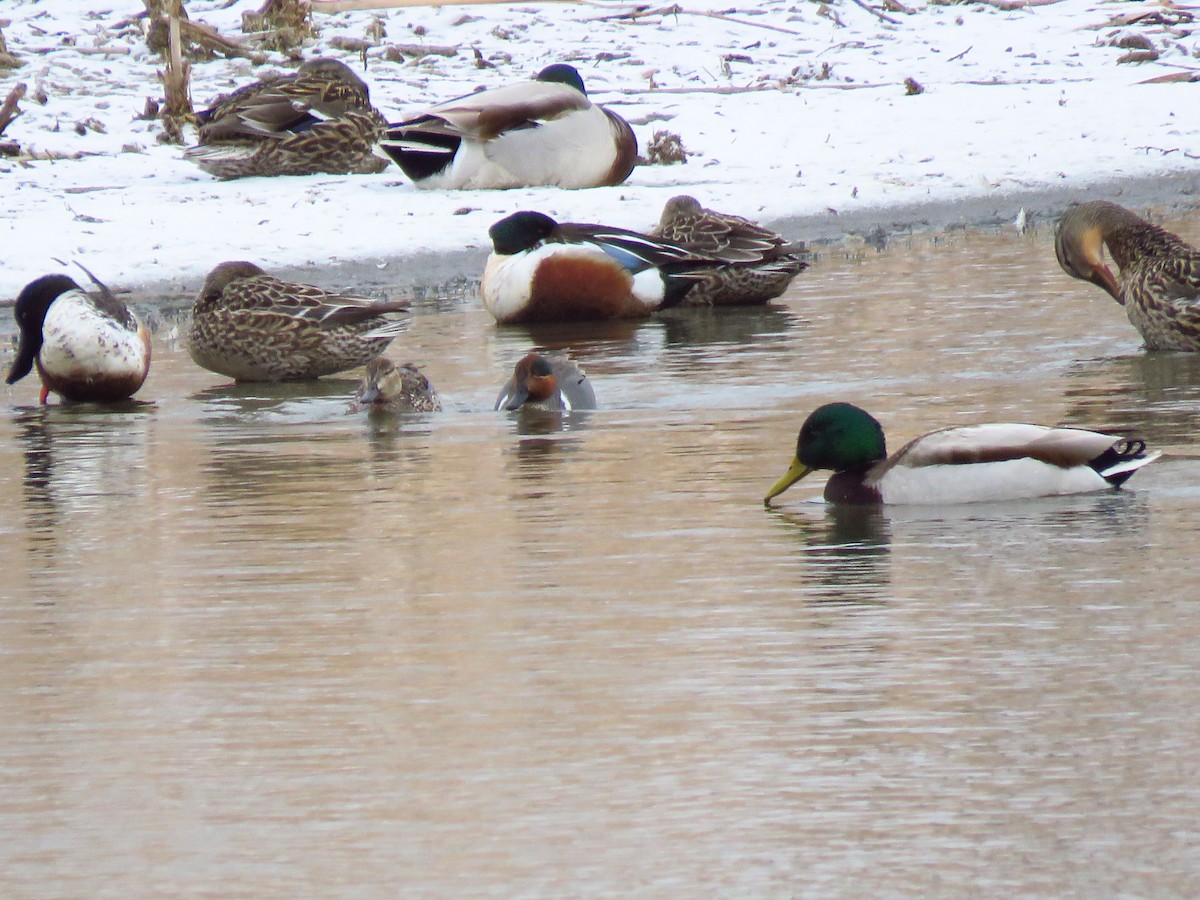 Green-winged Teal - ML437843391