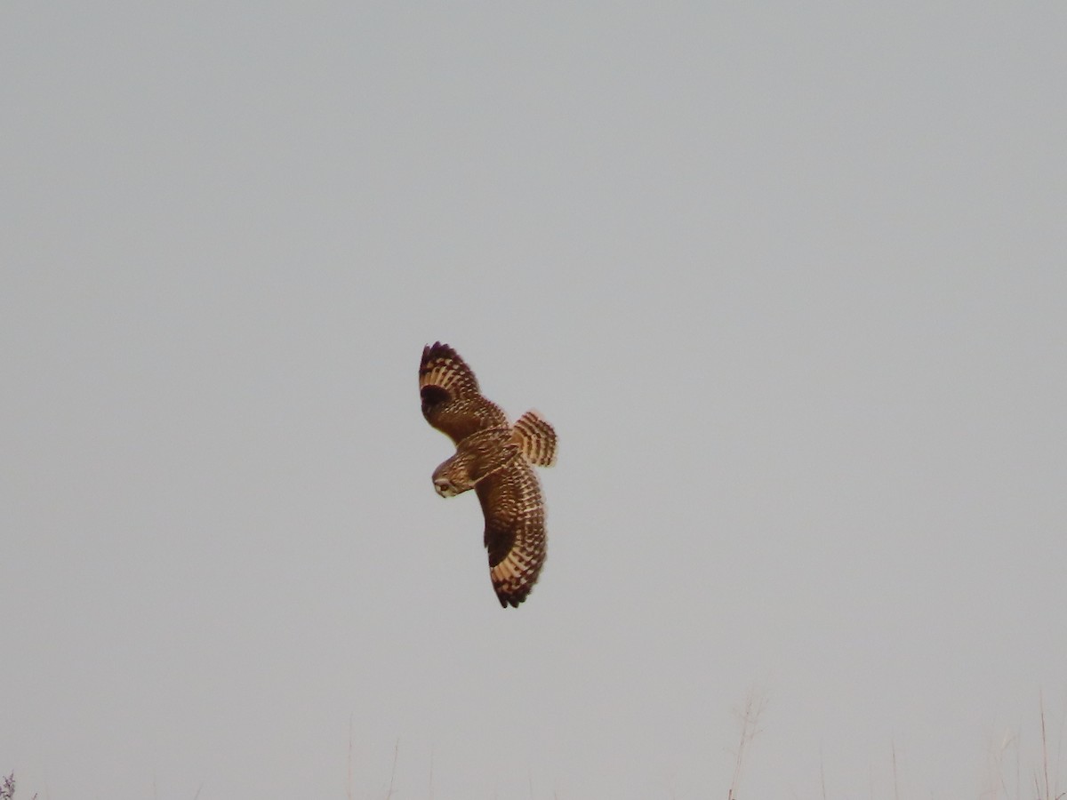Short-eared Owl - ML437844061