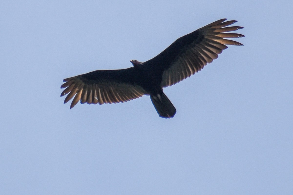Turkey Vulture - ML437849321