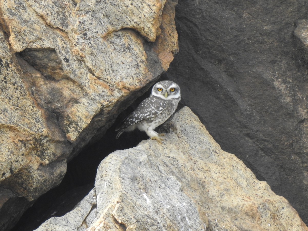 Spotted Owlet - sakthi manickam