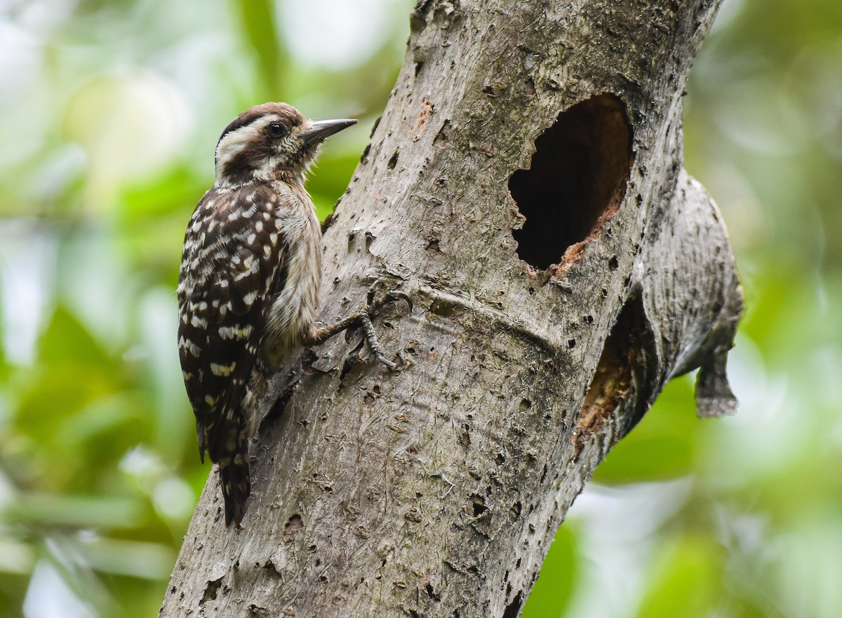 Sunda Pygmy Woodpecker - ML437856971