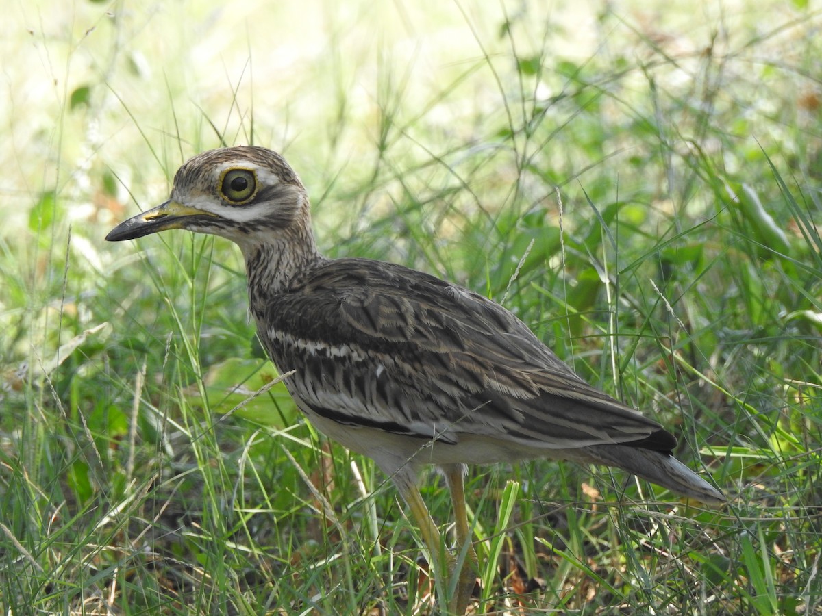 Indian Thick-knee - ML43785741
