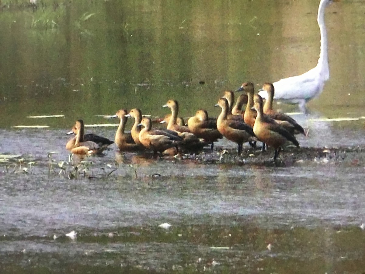 Lesser Whistling-Duck - Snehes Bhoumik