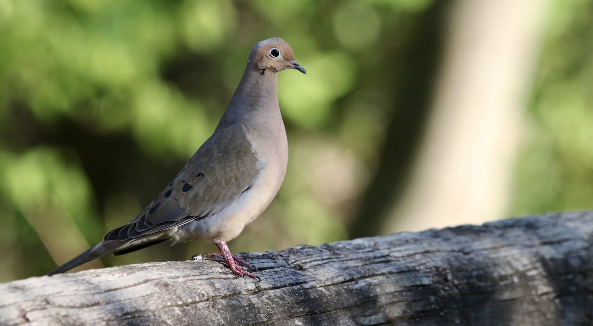 Mourning Dove - Ryan Justice