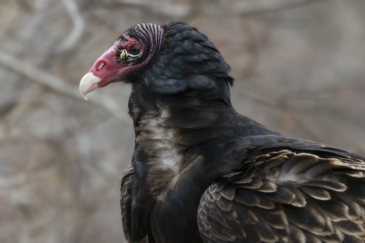 Turkey Vulture - Maurice Pitre
