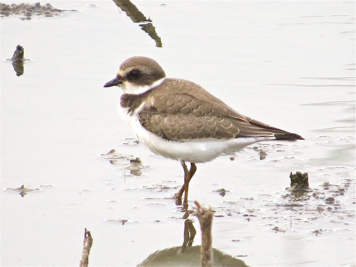 Semipalmated Plover - ML43786701