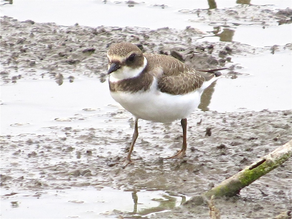 Semipalmated Plover - ML43786711