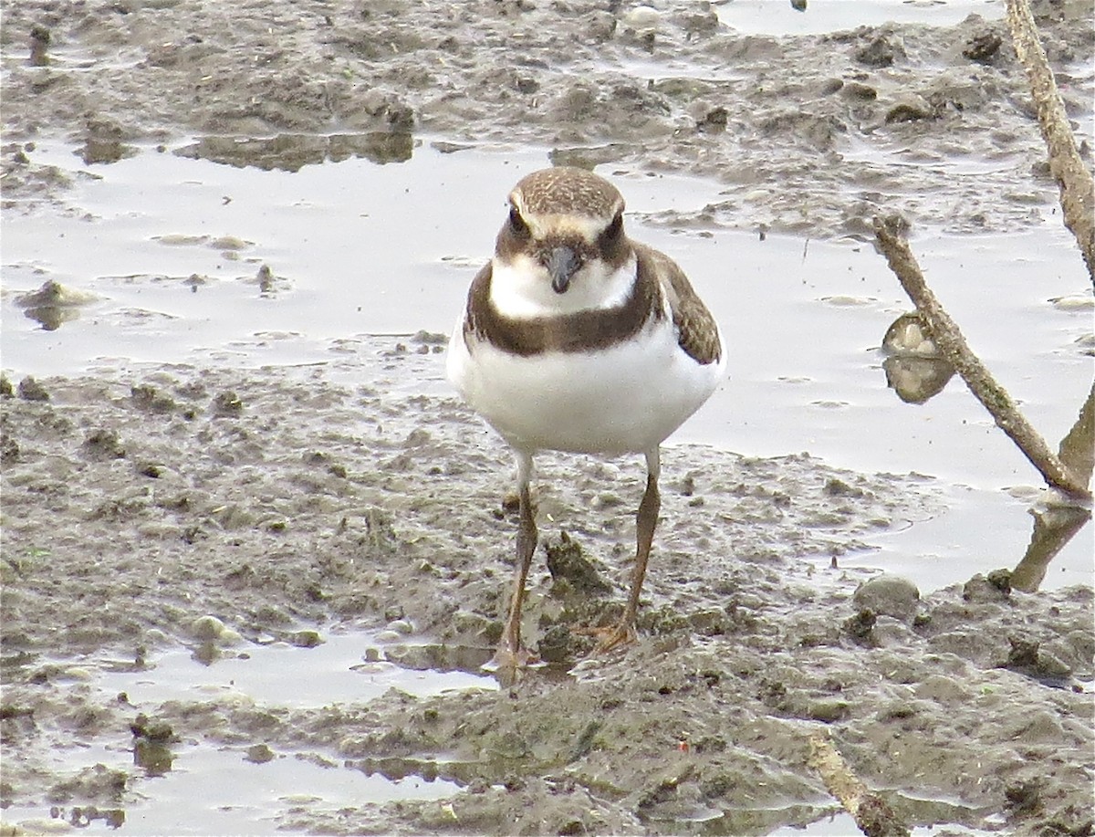 Semipalmated Plover - ML43786721
