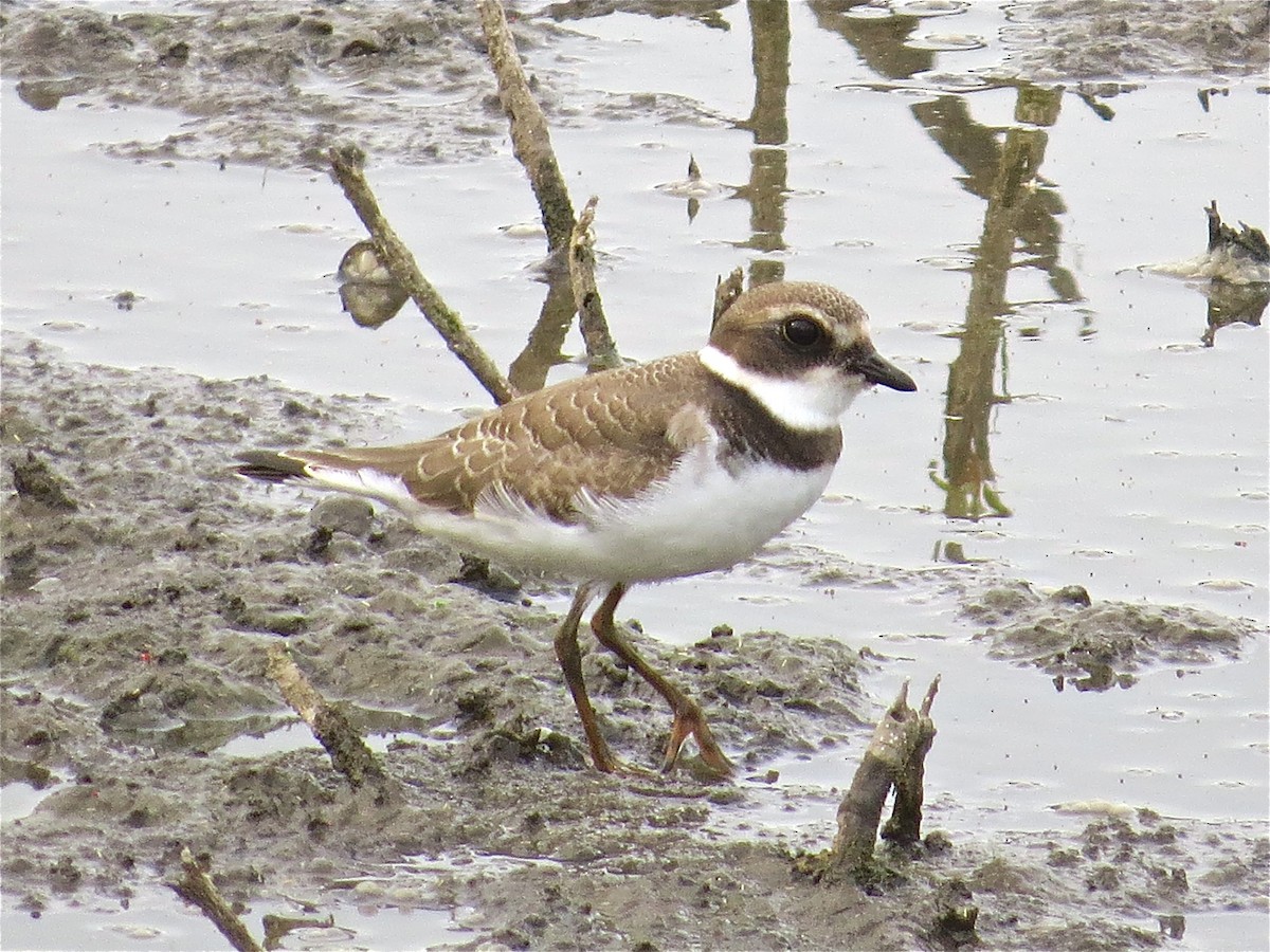Semipalmated Plover - ML43786731