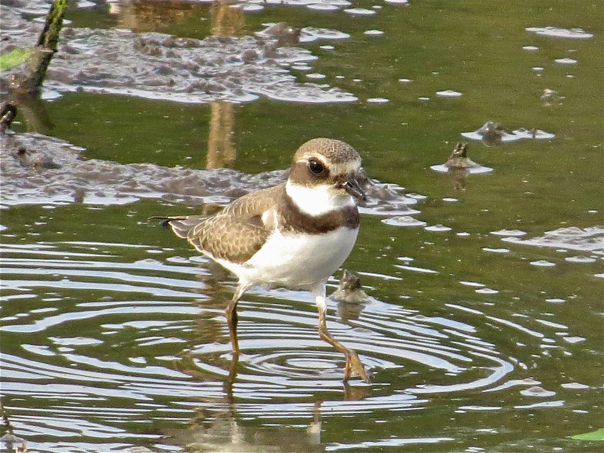 Semipalmated Plover - ML43786741