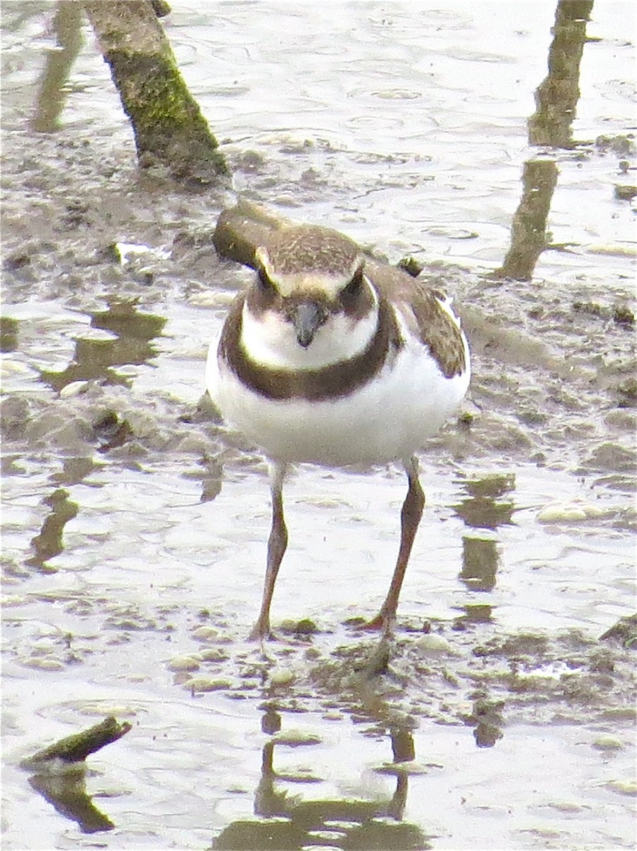 Semipalmated Plover - ML43786921